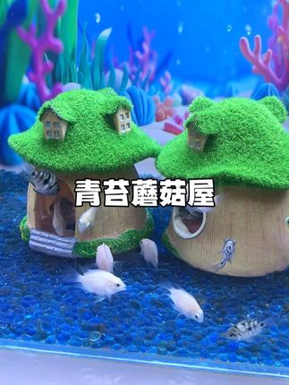 蘑菇的造型美观好看,用上它既能造景,又能当鱼儿的#繁殖盒 #养鱼 #鱼缸造景