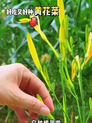 #黄花菜 又叫忘忧草,营养丰富,吃法多样,种植也简单#黄花菜种子 #阳台花盆小院均可种植 #金针菜