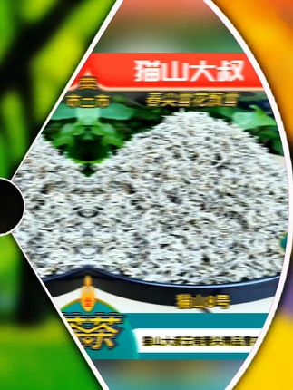 【安万推荐猫山8号】2025新茶云南高山云雾雪花春尖八宝甘肃罐罐茶  #无分类