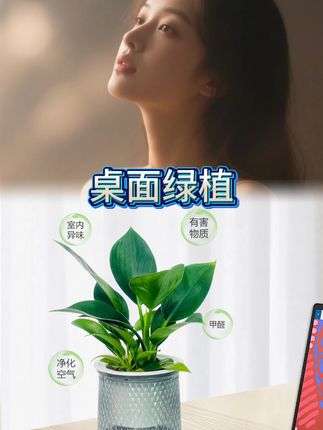 #爱生活 #爱养花 #花卉绿植 #金钻绿公主 #好看的花一定要分享给你