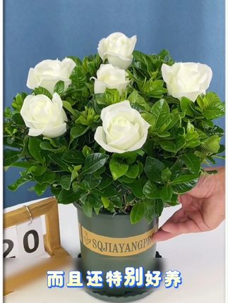 大叶栀子花浓香型栀子花盆栽 植物花卉室内客厅阳台绿植四季好养 #栀子花盆栽 #大叶栀子花 #盆栽栀子花 #栀子花开呀开 #盆栽花卉