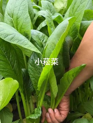 #蔬菜种植  #潮汕  #小菘菜