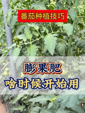 膨果肥应该啥时候开始用 #农业种植 #西红柿种植 #番茄种植 #膨果增甜