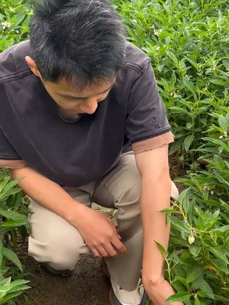 云南人参果,独特的地理条件种植出来的人参果清甜多汁,有着哈密瓜和黄瓜结合的味道,淡淡的奶香,都是树上熟,现摘现发 #人参果 #新鲜应季水果 #优质农产品 #黄肉人参果 #香甜软糯