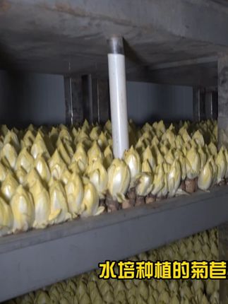 水培菊苣,健康食材在您身边。 #美食推荐 #安全食品 #有机菊苣