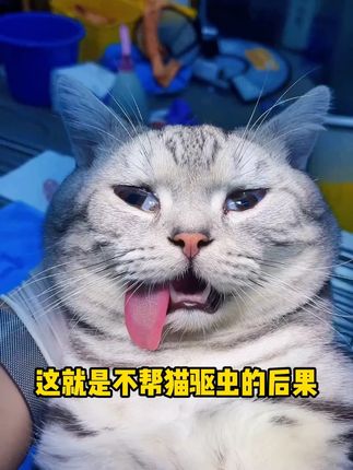我很难被杀死不怕 但是它来了#猫咪 #狗狗 #宠物驱虫