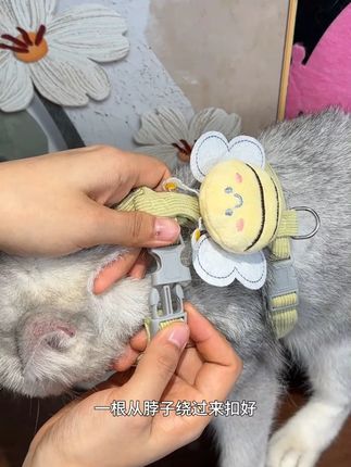 狗狗猫咪通用!这款牵引绳太方便了 从小做好社会化训练,长大才不会害怕外界小蜜蜂造型可爱不勒脖子无束缚感,穿脱方便#宠物牵引绳 #萌宠好物 #养宠小技巧