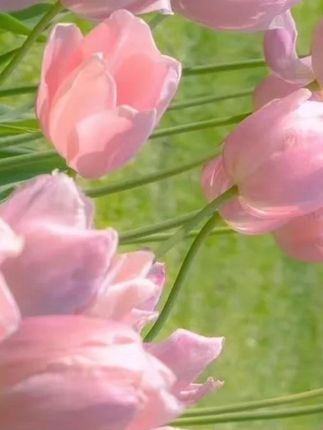 coco香水沐浴露持久留香72小时全身香体浓香保湿补水滋润嫩肤