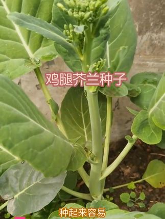 冬天也能种的鸡腿芥蓝,耐寒性不错,能吃到开春 #鸡腿芥蓝种子 #鸡腿芥兰种子 #芥兰种子 #芥蓝种子 #芥兰芥蓝种子