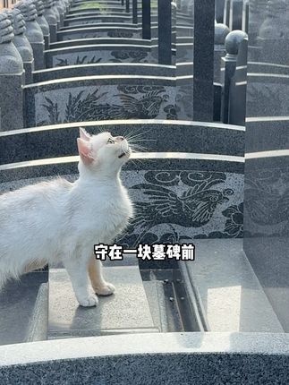 有主人的地方就不算流浪 #猫咪 #流浪猫 #科学养宠攻略 #新手养猫
