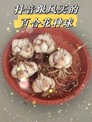 百合种球百合花卉浓香型类盆栽大球四季香水百合重瓣粉色种球 百合种球百合花卉浓香型类盆栽大球四季香水百合重瓣粉色种球