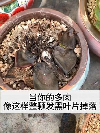 天气越来越热了,特别适合种植太阳花了,别的都不合适了#太阳花棒棒糖造型 #重瓣太阳花 #太阳花造型 #花卉绿植