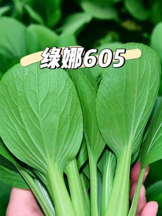 如果高温季节不知道种什么菜的,我们就种这款#绿娜青梗菜 #青菜 #蔬菜种植 #阳台小院均可种植