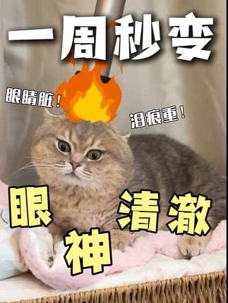 猫咪眼睛脏?该给你家猫解解暑啦~ #猫饭 #益顿 #猫咪泪痕 #猫饭推荐 #猫咪营养