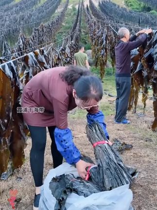 2025福建霞浦批发海带干货厚实海带散装优质商用整条煲汤新货日晒#海带