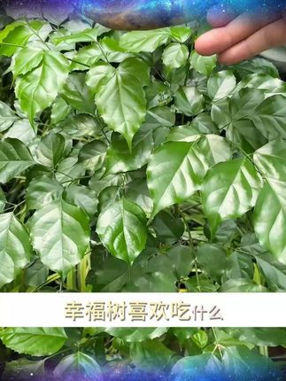 幸福树的求救信号,能看懂的都是养幸福树高手 #养花小知识 #幸福树 #室内盆栽 H
