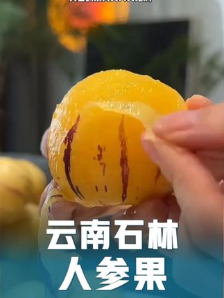 香甜多汁的爆汁人参果,果香味浓郁汁水超多的云南石林人参果新鲜采摘树上自然熟爽口多汁黄肉圆果3-5斤#新鲜应季水果 #新鲜采摘 #水果 #人参果 #好物推荐🔥