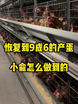 恢复到9成6的产蛋!小俞是怎么做到的?#小俞和蛋鸡 #新农人 #农村生活 #科学养鸡