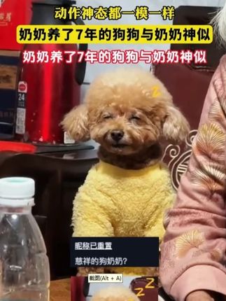电煮锅宿舍学生小电锅多功能迷你泡面锅小型电热火锅单人火锅锅具#厨房小家电 #小电锅 #好物推荐🔥 #好用小家电种草 #居家必备