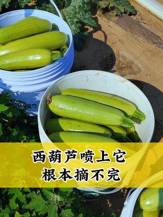 #西葫芦种植 #西葫芦种植技术 #西葫芦高产 #果老六