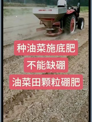 油菜底肥不能只施复合肥,尤其不能缺硼 #油菜硼肥 #油菜肥料配方 #油菜种植 #颗粒硼 #颗粒硼肥