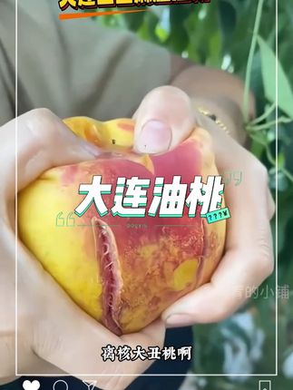 离核黄肉麻脸油桃#新鲜采摘 #应季水果 #麻脸油桃 #离核桃 #桃子🍑