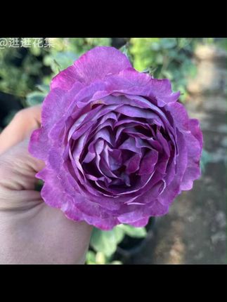 比利时大花浓香蓝紫月季玫瑰苗耐寒适合阳台花园的花卉绿植盆栽#比利时大花浓 #绿植 #花开富贵好运来 #花卉绿植