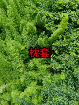 #纱布枕套  #纯棉  #隔脏