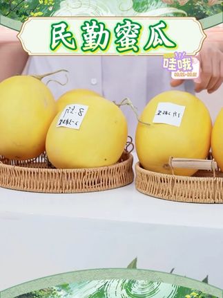 【京东/顺丰发货】甘肃民勤蜜瓜直发产地新鲜采摘沙漠甜瓜香甜多 #水果 #哈密瓜 #民勤蜜瓜 #蜜瓜 #好物分享 @DOU+上热门 @抖音小助手