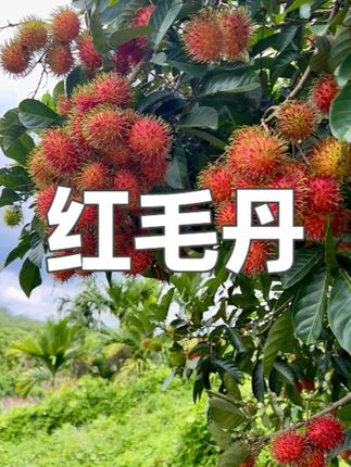 顺丰空运】海南保亭红毛丹7号果礼盒装应季水果现摘现发孕妇水果 #新鲜应季水果 #红毛丹 #红毛丹种植 #红毛丹果 #红毛丹7号果