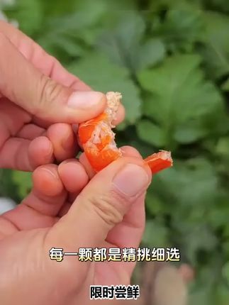 金钩海米 品质海捕虾米烘干淡干营养干货虾仁虾皮250/500g饱满 #海米 #海捕 #淡干 #虾皮