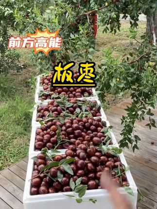新鲜枣子水果脆甜鲜枣山西稷山板枣红枣当季现摘现发2250g顺丰#新鲜应季水果 #优质农产品 #自家果园 #家乡特产 #板枣 @DOU+上热门 @DOU+小助手 @DOU+好生意