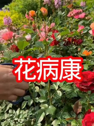 抢!【到手5大瓶】花病康植物花卉通用型免稀释直喷家庭园艺通用