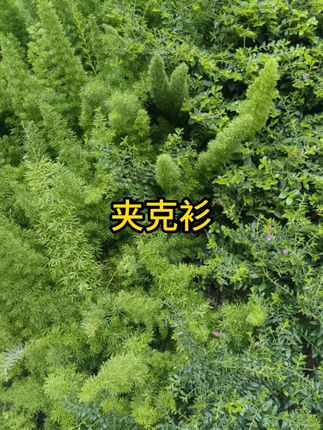 2025新款秋季翻领男纯色夹克休闲夹克衫行政商务茄克宽松 #纯色夹克 #宽松 #男款