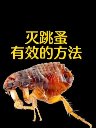 跳蚤是小型、无翅、善跳跃的寄生性昆虫,身体扁平,颜色多为黑、棕、褐色。它们以吸食哺乳动物和人类血液为生,繁殖力强,喜欢温暖潮湿环境,常栖息于宠物毛发、床铺、地毯等处,可能传播疾病,危害人类健康。#跳蚤 #跳蚤是怎么来的 #跳蚤药 #跳蚤怎么彻底清除 #跳蚤怎么灭