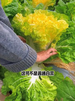 鸡蛋黄奶油大白菜种子真好吃黄心快菜种籽耐热四季播蔬菜种子厂家 #大白菜种植 #大白菜种子推荐 #白菜 #大白菜 #奶油大白菜种子
