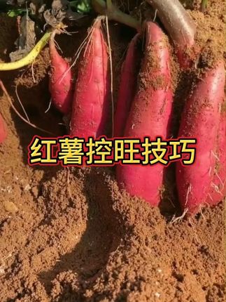 红薯控旺管理技巧,一定要收藏