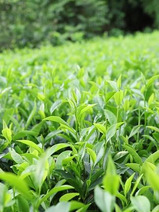 飘香韵兰花香铁观音秋茶2025新茶叶安溪高山乌龙茶散装清香型500g#铁观音 #兰花香铁观音 #秋茶 #安溪乌龙茶 #散装茶叶
