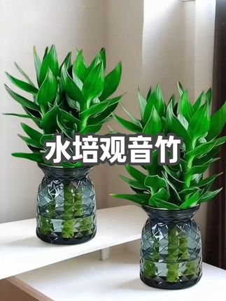 【买一送一】水培观音竹室内四季 A1
