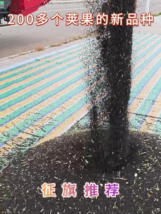 一个主枝条200多个荚果 #三农 #我的乡村生活 #神鑫油2号 #倒荚油菜 #高产油菜