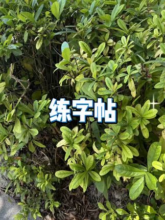 人教版同步练字帖  #小学生字帖  #描红本  #课后练习