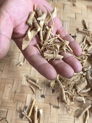 虎尾轮,知道可以干嘛用的吗? #植物科普 #潮汕人 #潮汕话 #你见过这种植物吗 #三农