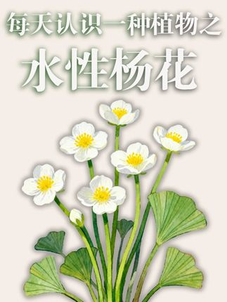它不是一个形容词,而是这种美丽的花的名字 #水性杨花 #花语程行 #每天认识一种植物