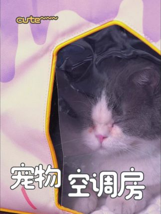 买了个空调房没想到这么好用,小猫一天到晚都躺里面不肯出来#空调房 #猫窝 #wakytu