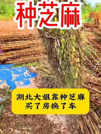 这谁说呢?种芝麻它不赚钱呢? #芝麻 #芝麻高产种植 #三农 #三农助农