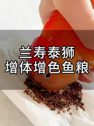 兰寿饲料金鱼专用高蛋白罗汉泰狮狮子头上浮下沉型鱼食小颗粒鱼粮 #鱼粮 #鱼食 #鱼饲料