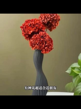 【安哥拉红绣球】永生花绣球花节日花单插年宵花室内居家装饰真花#安哥拉红绣球 #永生花 #节日花 #室内装饰 #真花