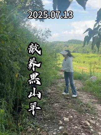 2025年7月13号,黑山羊来了哦#我的乡村生活 #三农 #抖音新农人 #田间地头走一走 #田园生活乐趣多