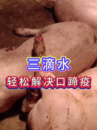 #养猪人 #养猪知识 #猪养殖 #养猪