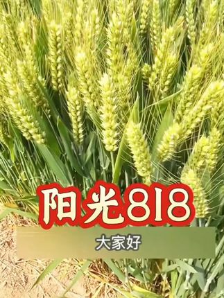 阳光818国审高产稳产小麦种抗倒伏抗倒春寒产量种植品种耐旱优质#农业 #三农种植 #小麦 #小麦种子 #耐旱优质